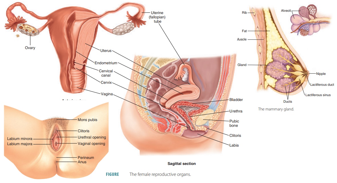 Human Anatomy Woman Reproductive
