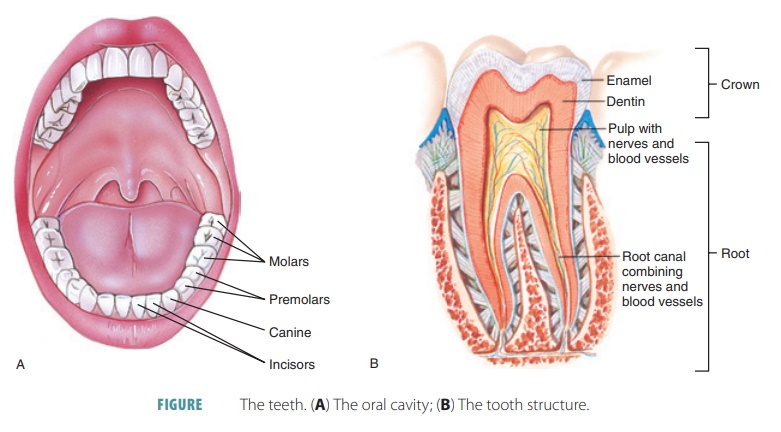 structure and function of human teeth
