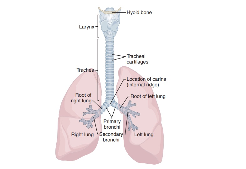 Trachea - Structure and Function | Organization of the Respiratory System
