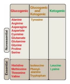 Glucogenic And Ketogenic Amino Acids Biochemistry
