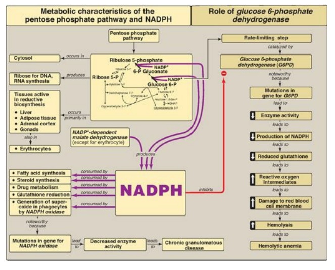 Chapter Summary Questions Answers Pentose Phosphate Pathway And 