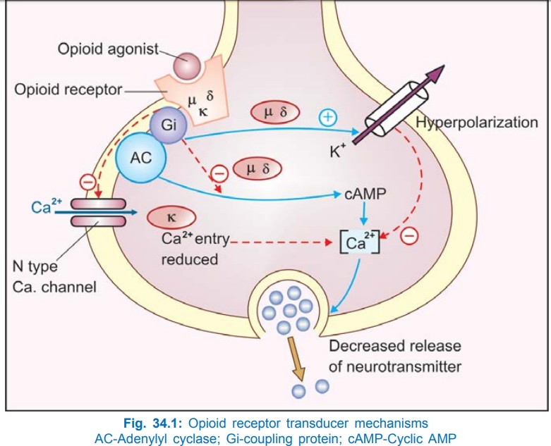 Opioid Receptors Pharmacology