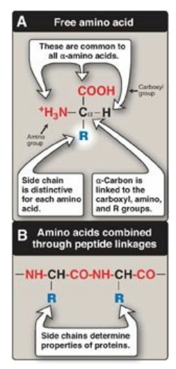Acid structure amino PepDraw