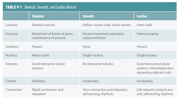 classification-of-muscle-tissues
