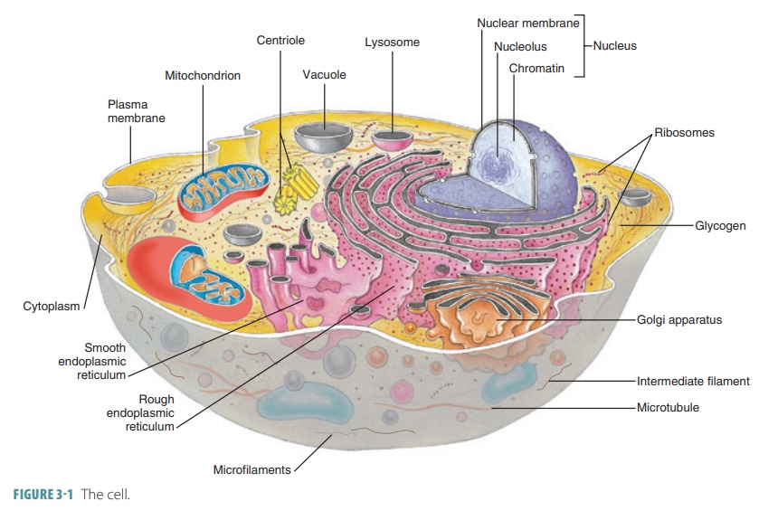 Cytoplasm Cytosol Organelles Structure Structure Of The Cell