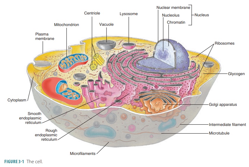 Cytoplasm Cytosol Organelles Structure Structure Of The Cell Cytoplasm Cytosol Organelles Structure Structure Of The Cell