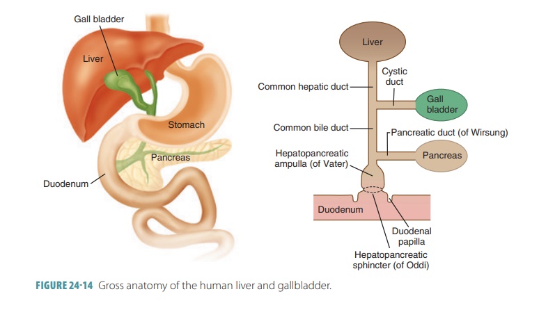 Pancreas - Structure, Function | Digestive System | Anatomy and Physiology