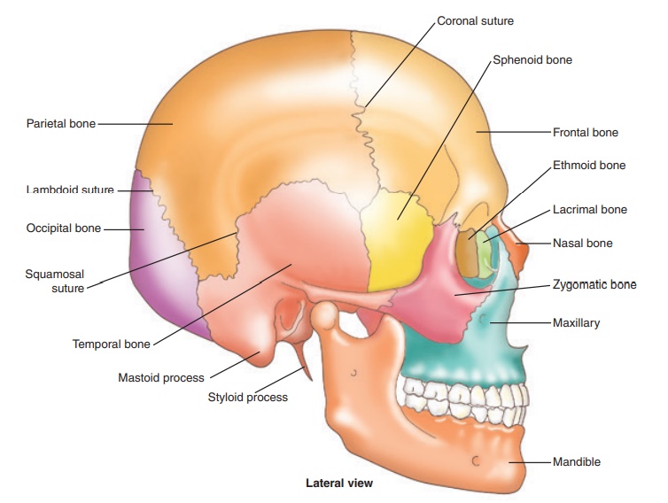 lacrimal bone function