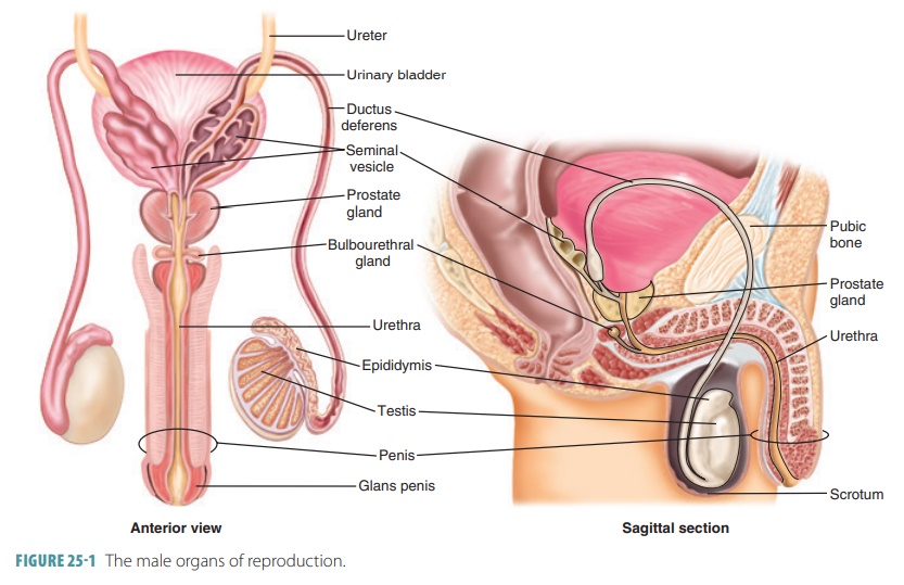 Physiology Of The Male Reproductive System 