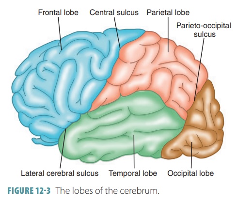 functions of the two hemispheres of the brain