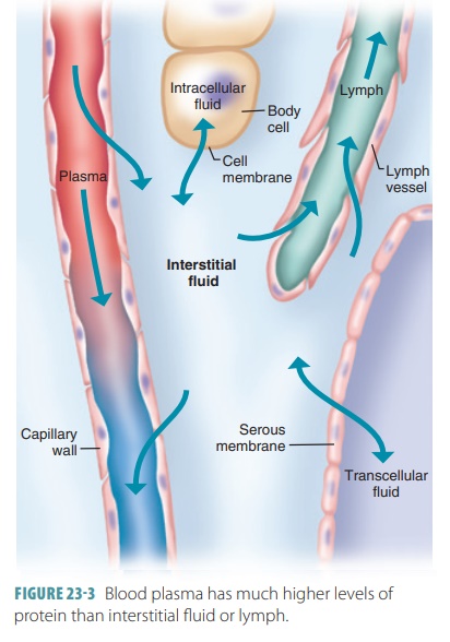 Body Fluid Distribution Body Fluid Distribution