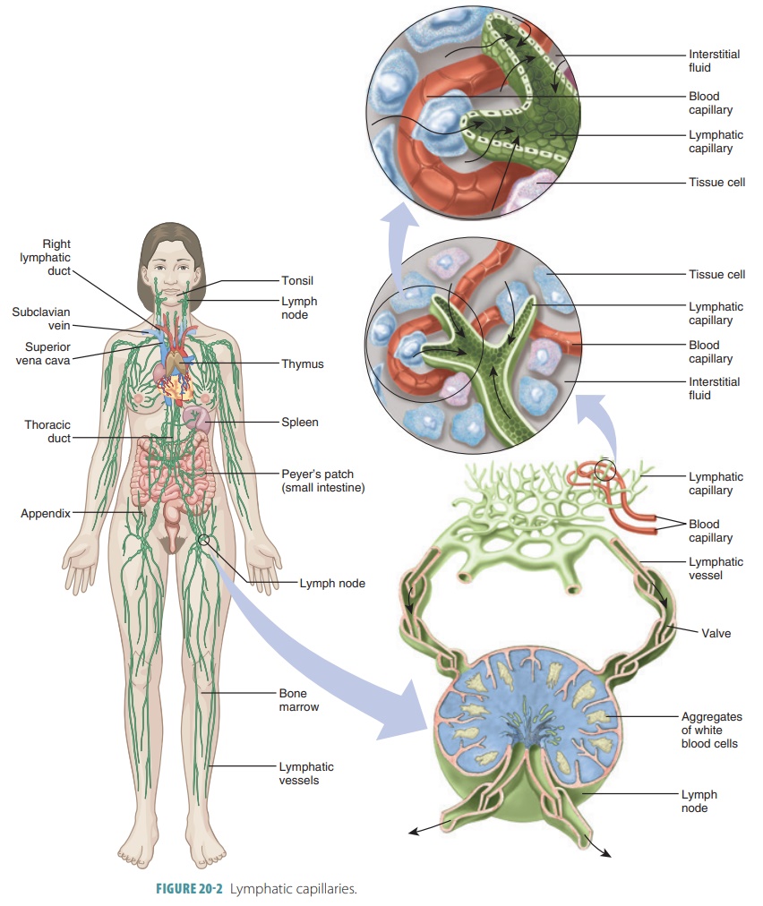 Where Does The Lymphatic System Drain Into Circulatory Best Drain