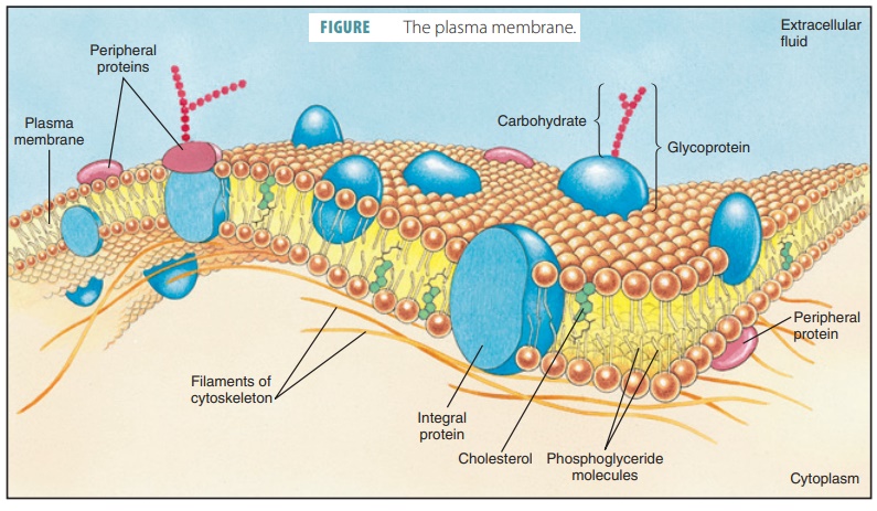 Cell Membrane - Structure of the Cell