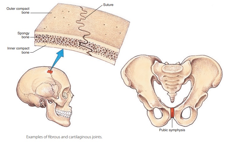 Fibrous Joints