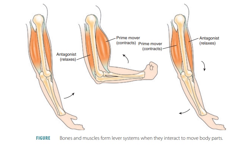 Functions of Bones