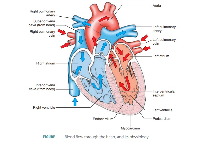 Functions of the Heart