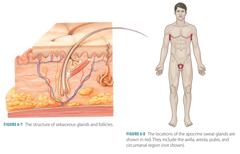 Glands in the Skin