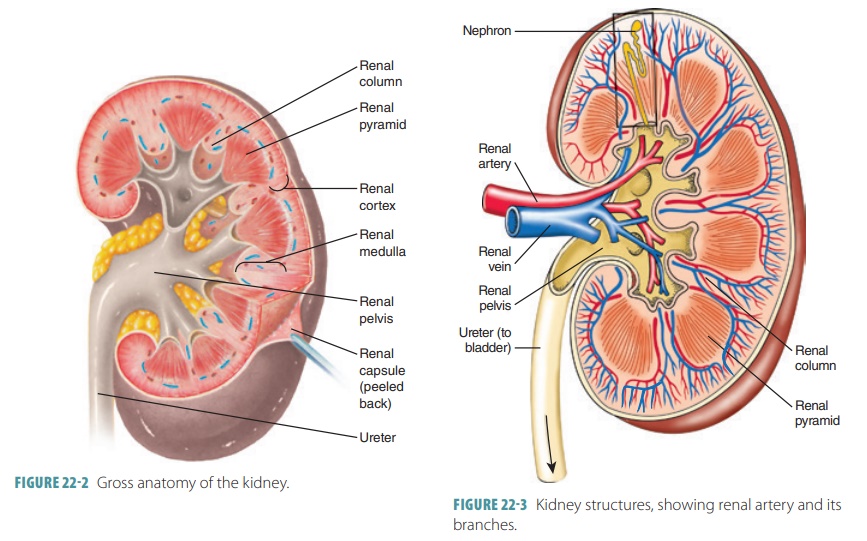 Internal Kidney Anatomy