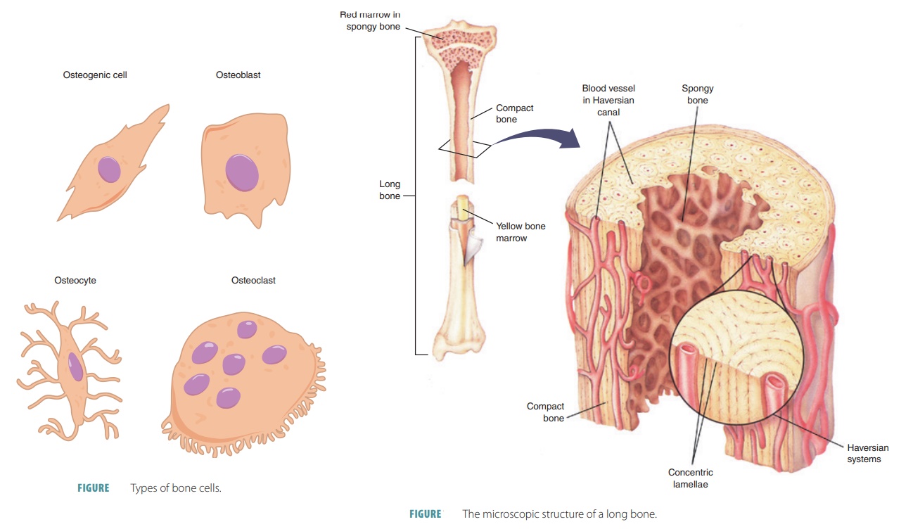 Microscopic Anatomy (Bone Cells)
