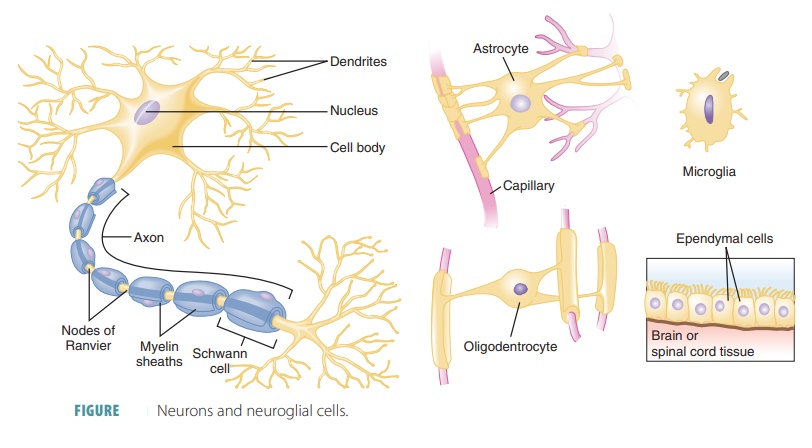 Nervous or Neural Tissues