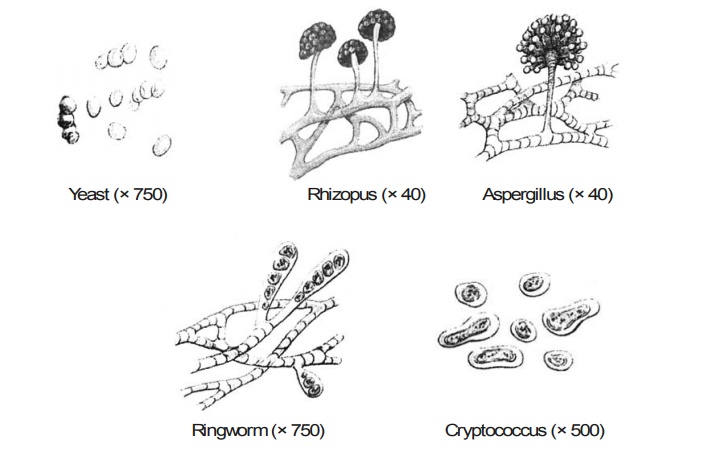 Nutrition, Cultivation, Reproduction and Isolation of Fungi