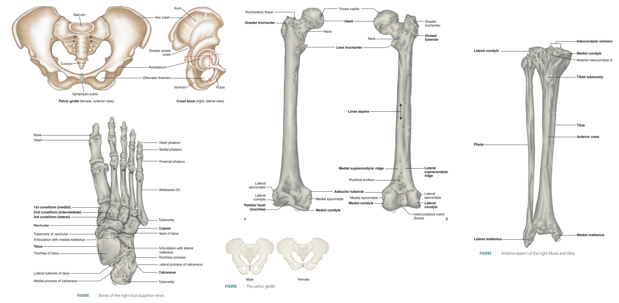 Pelvic Girdle - Appendicular Skeleton
