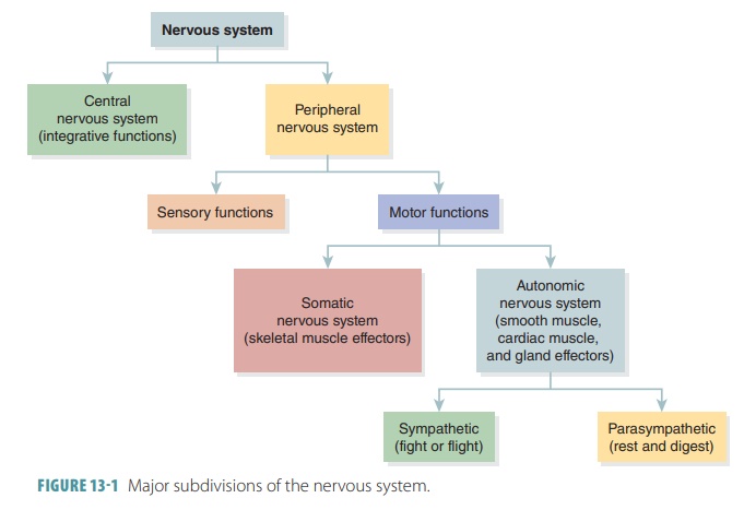 Peripheral Nervous System and Reflex Activity