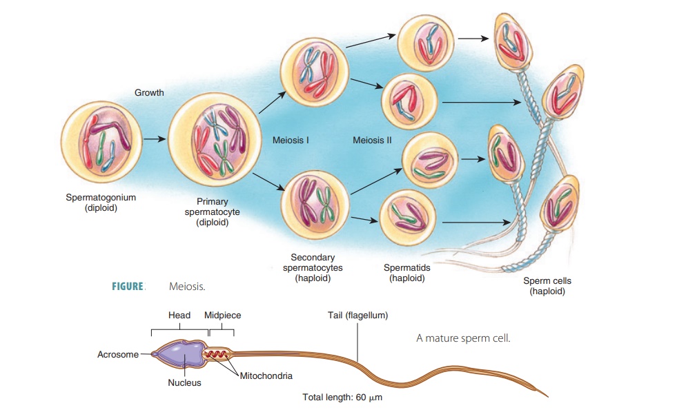 Physiology of the Male Reproductive System