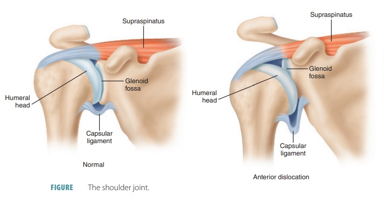 Shoulder Joints