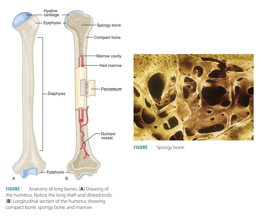 Structures of Bones