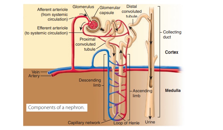 Structures of the Nephron
