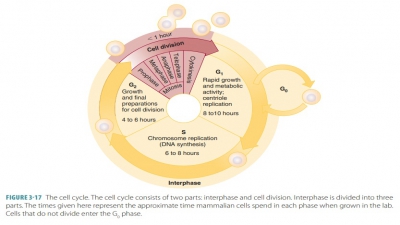Cell Cycle: Interphase