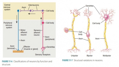 Classification of Nerve Fibers