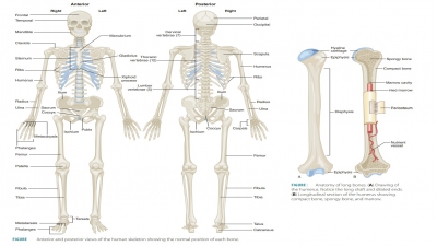 Classifications of Bones