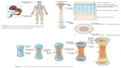 Growth and Development of Bones
