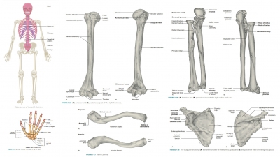 Pectoral Girdle - Appendicular Skeleton