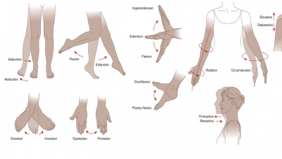 Types of Joint Movements