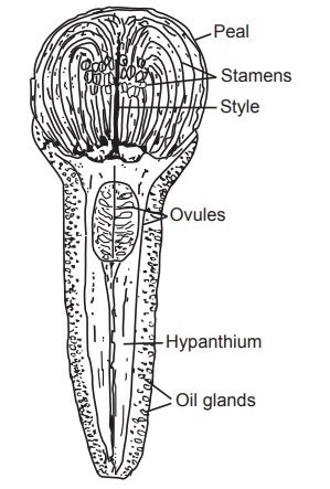 Clove Plant Diagram