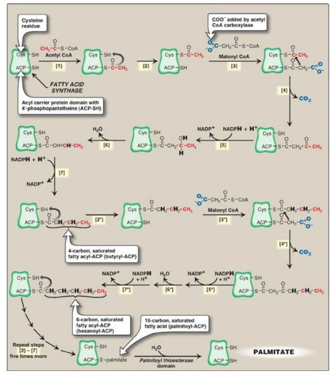 Fatty Acid Synthesis Pathway Diagram Fatty Acid Biosynthesis In Plants Fatty Acid Synthesis Pathway Diagram Fatty Acid Biosynthesis In Plants
