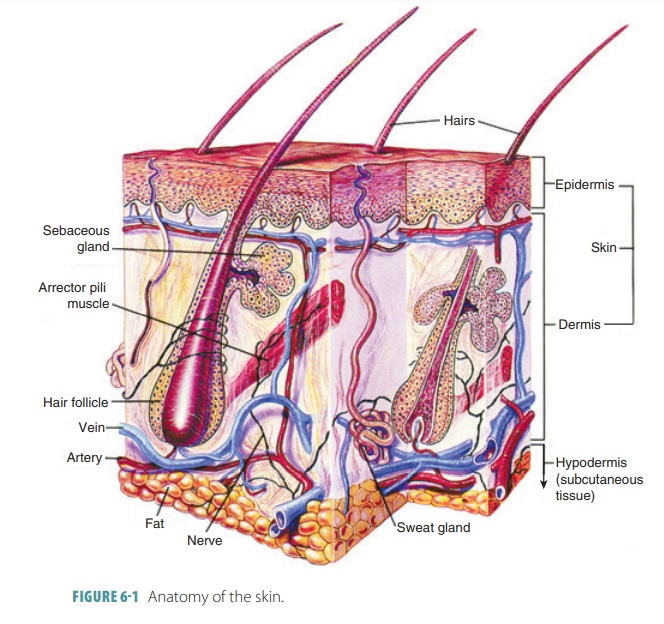 Skin Cancer  Anatomy  THANC Guide