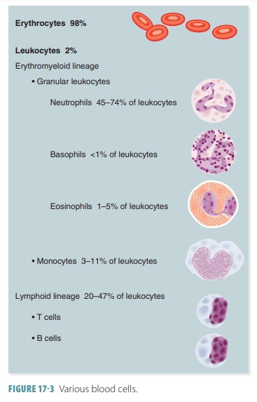 Erythrocytes - Function, Life cycle, Structure | Blood | Anatomy and Physiology