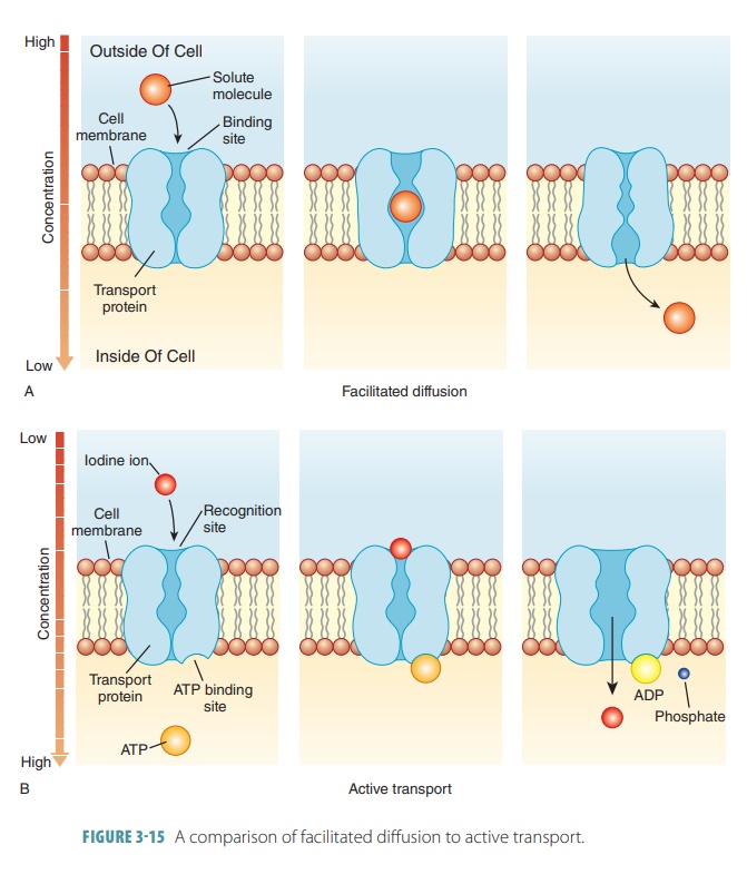 Active Cell Mechanisms - Movements Through Cell Membranes