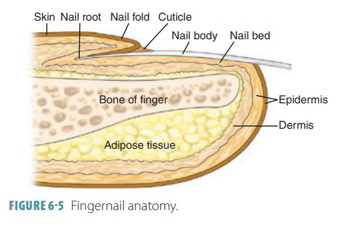 Nail Anatomy Wikidoc